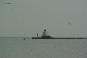Sea gulls fly around the lighthouse.