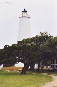 The tower and trees.